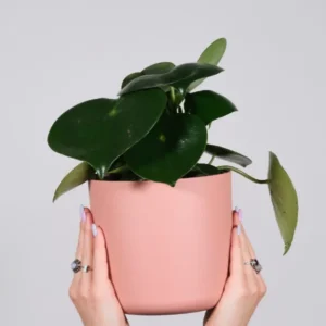 Waru pot plants