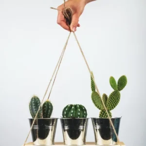 Cactus pot plants