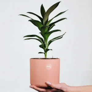 Growfy pot plants