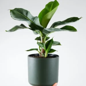 Zelda pot plants